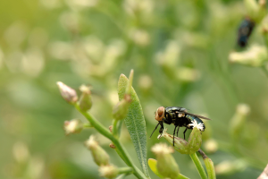 Health Authorities Detect New World Screwworm in Mexico’s Nuevo Leon