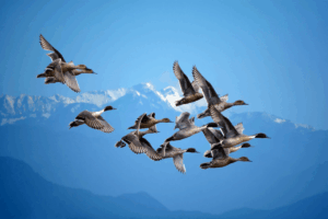 Birds Could Help Scientists Better Understand Human Mental Disorders