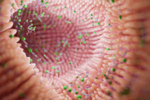 Microbial and Systemic Effects of SNAC-Enabled Oral Semaglutide Administration