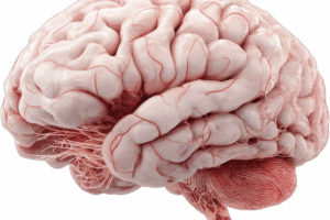 Preservation and recovery of hippocampal neural activity after vitrification